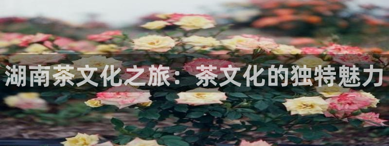彩名堂客户端加拿大