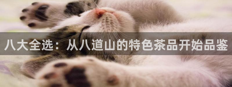 彩名堂预测计划