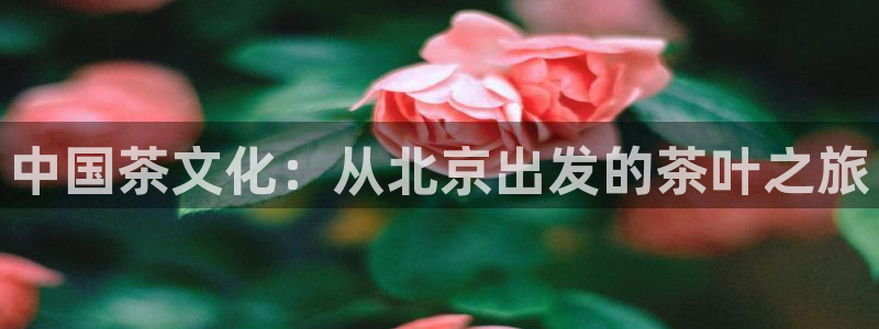 彩名堂最新免费计划官网