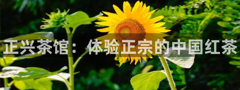 彩名堂官网计划01
