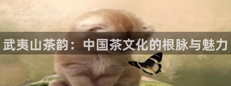 彩名堂怎么不能用了