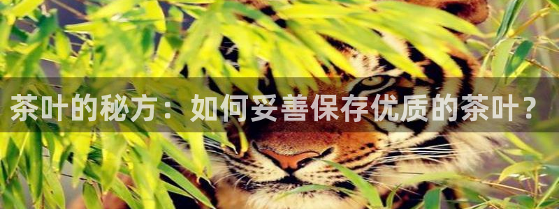 彩名堂计划和01计划怎么很稳