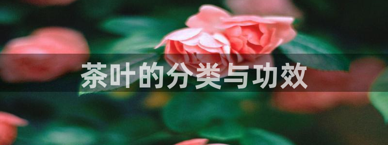 彩名堂官网计划01