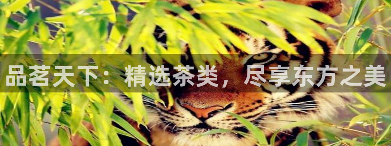 彩名堂计划app安卓免费下载