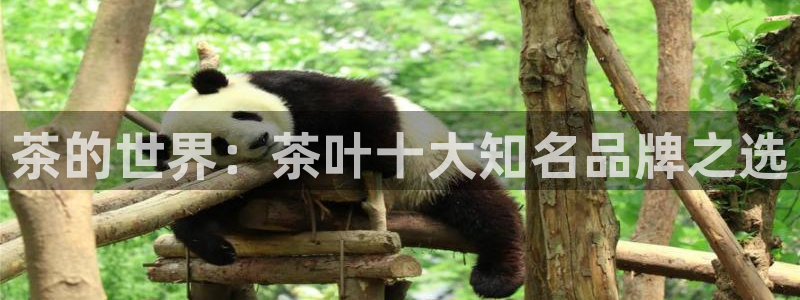 彩名堂预测免费计划app-彩名堂预测免费