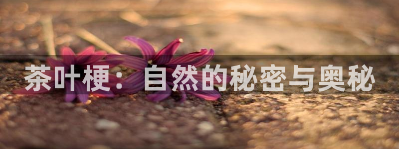 彩名堂计划app新版