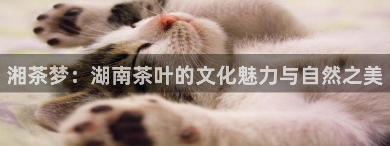 彩名堂免费计划使用方法