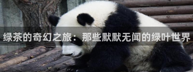 彩名堂跟哪种最好用